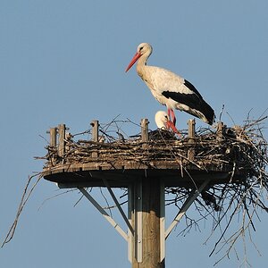 Weißstorchpaar in der Nisthilfe
