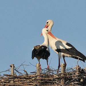 Weißstorchpaar in der Nisthilfe