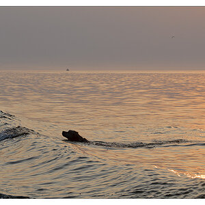 sina schwimmt im Sonnenuntergang 1