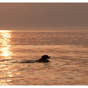 sina schwimmt im Sonnenuntergang 2