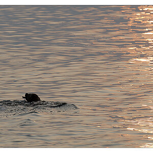 sina schwimmt im Sonnenuntergang 3