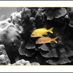 Gelbe Fische 03