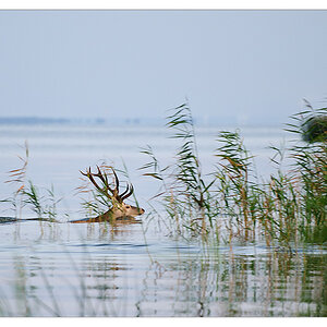 der hirsch in unserer bucht