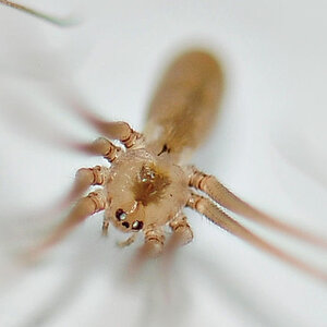 spinne