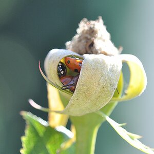 wegen Überfüllung geöffnet