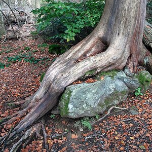 bayrischer wald