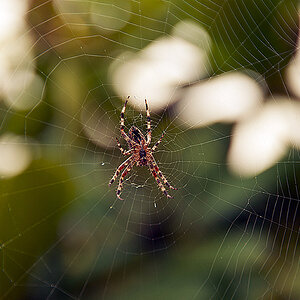 Spinne