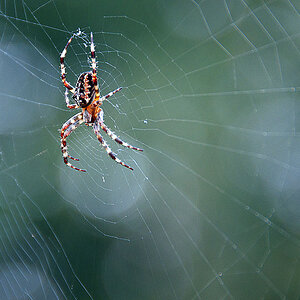 Spinne 2