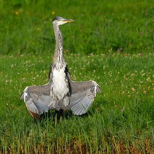 heron 8146 hf
