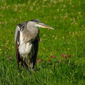 heron 8158 hf