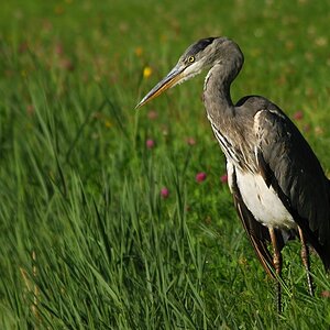 heron 8177 hf
