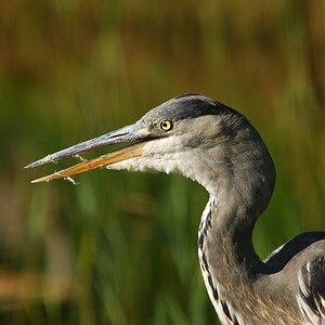 heron 8217 bf hf