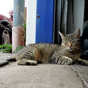 P300 Werkstattkatze