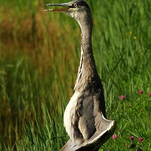 heron 8273 hf