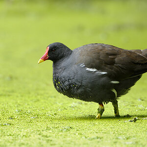 Teichhuhn0334