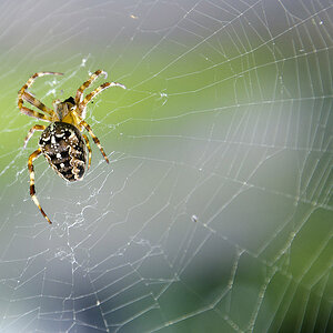 Spinne