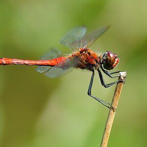 BlutroteHeidelibelle