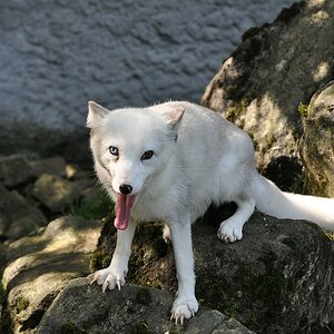 Eisfuchs