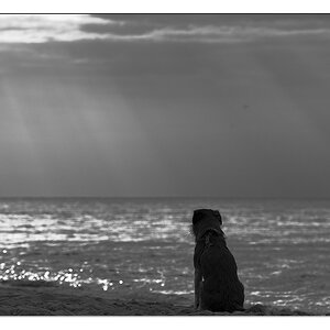 strandhund im gegenlicht 2