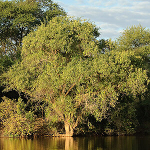DSC5081 NFF