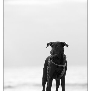 strandhund im gegenlicht