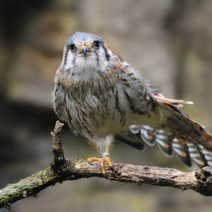Buntfalke
Zoo Berlin