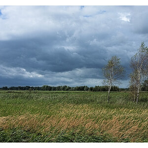 wolin 2011 2