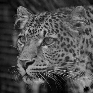Panther