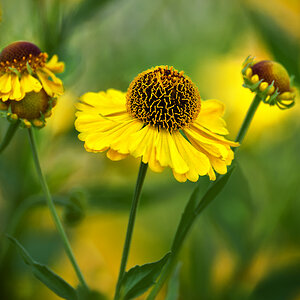 In Nachbars Garten