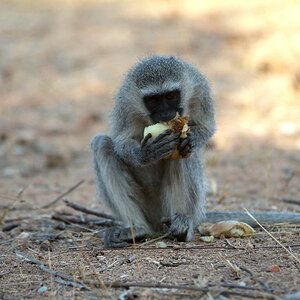 monkey