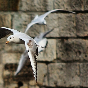 Möwe 3