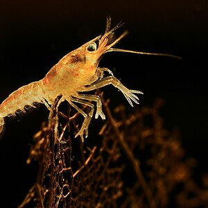 20110129 junge CPO WBO 9796 900