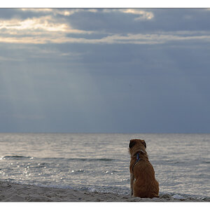 strandhund im gegenlicht 3