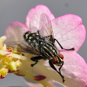 fliege