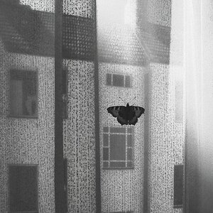 Schmetterling 0036 110806 beschnitten SW 1024x704 90