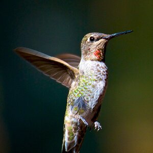 A Hummingbird