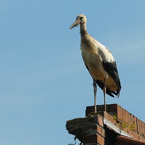aacomp DSC 2780