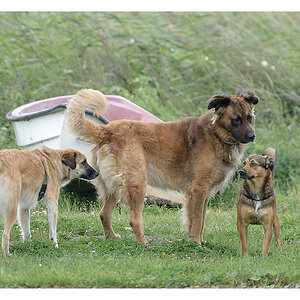 Besuch vom Nachbarhund