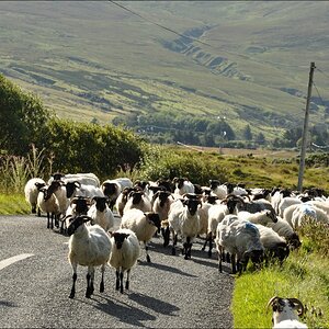 comp Irland2 591b