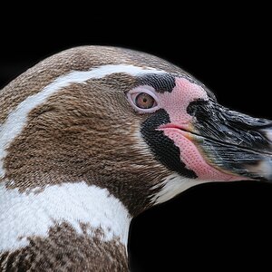 comp DSC 7591