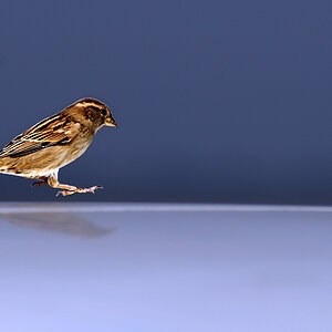 Spatz