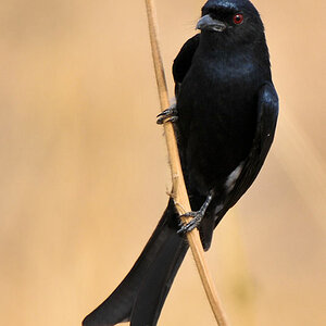 Trauerdrongo im Tarangire
0790