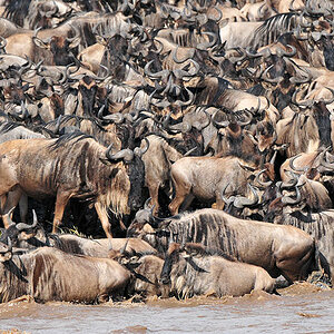 Gedränge am Mara-Rvier
weitere Gnus folgen
2834