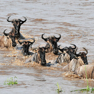 Gnus schwimmen durch den Mara River
0888