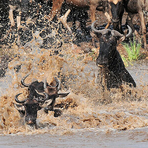 Gnus schwimmen/springen im Mara-River
2965