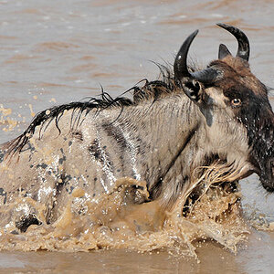 Gnu im Mara-River
3188