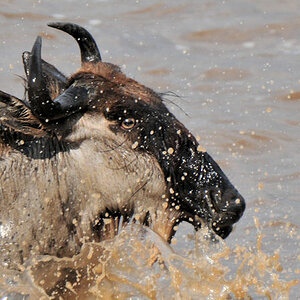 Gnu im Mara-River
3189