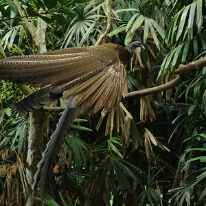Argusfasan
Taipei Zoo