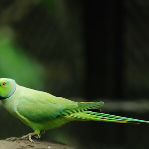 Halsbandsittich
Taipei Zoo