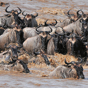 Wenn sich hinten ein Gnu auf die Insel drängt,
fällt vorne eins ins Wasser.
Nicht alle schaffen es ans andere Ufer,
manche werden abgetrieben und zum 